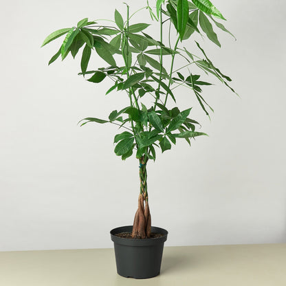 Money Tree Pachira braid indoor plant with braided trunk and palmate leaves on Tampa Home & Garden Store