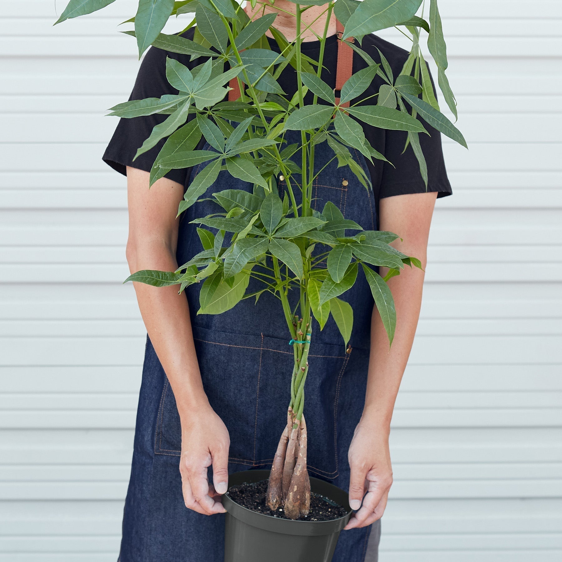 Money Tree Pachira braid with braided trunk and green leaves by Rooted Treasures Farms on Tampa Home & Garden Store