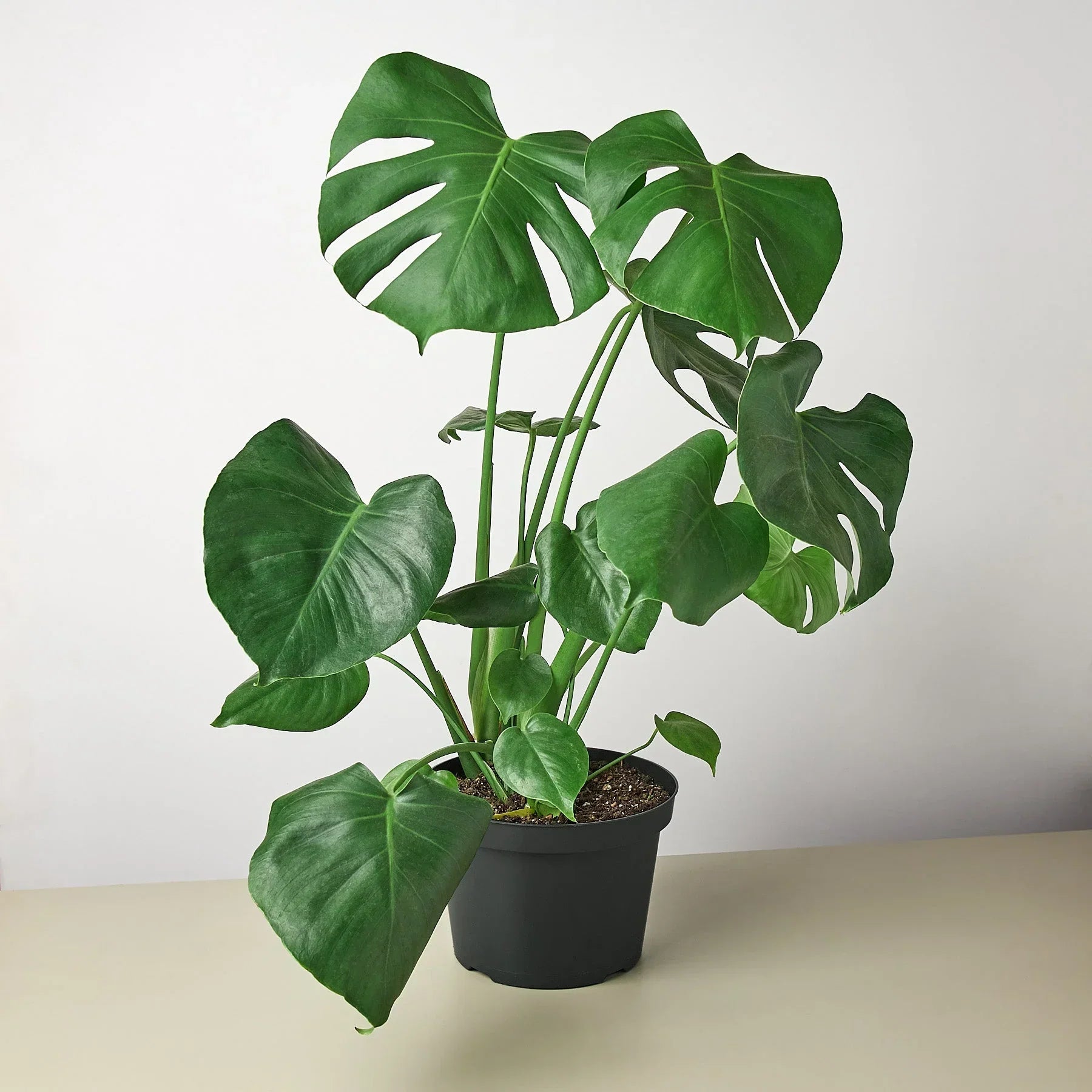 Philodendron Monstera Split-Leaf 4in plant by Rooted Treasures Farms with dark green fenestrated leaves in a pot on Tampa Home & Garden Store