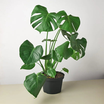 Philodendron Monstera Split-Leaf 4in plant by Rooted Treasures Farms with dark green fenestrated leaves in a pot on Tampa Home & Garden Store