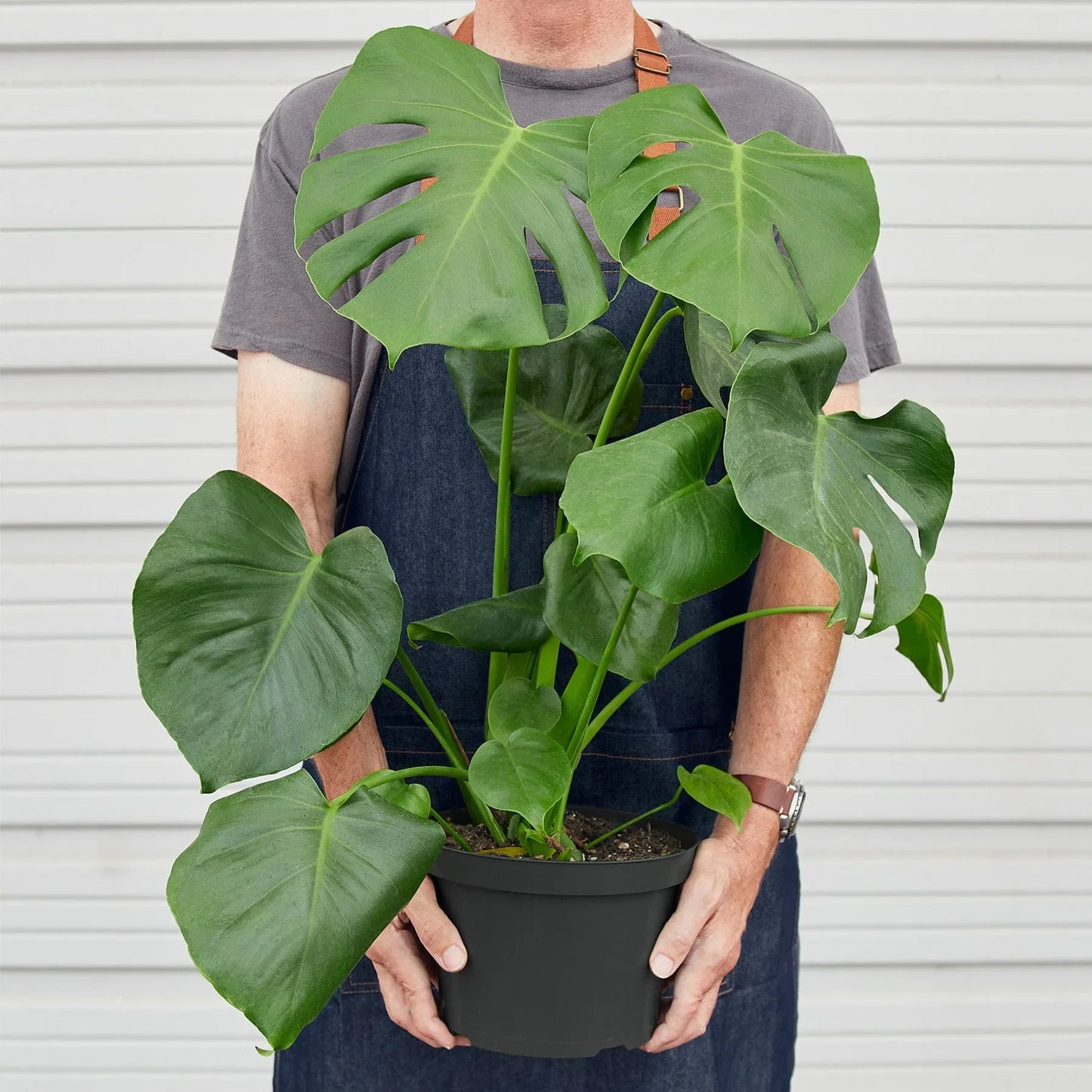 Philodendron Monstera Split-Leaf 4-inch plant with large green leaves Rooted Treasures Farms on Tampa Home & Garden Store