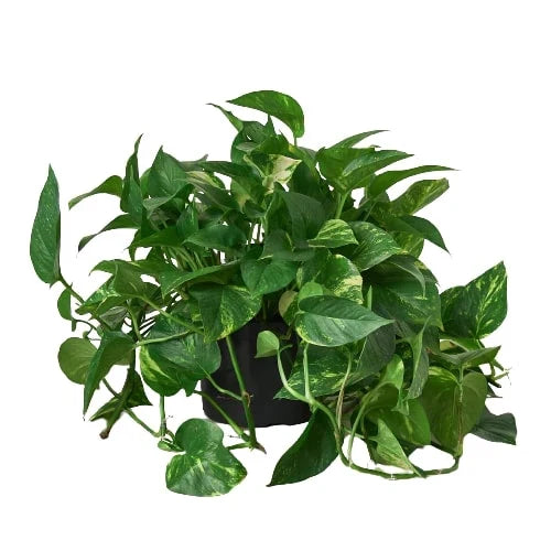 Pothos Golden indoor potted plant with trailing green variegated vines Rooted Treasures Farms on Tampa Home & Garden Store