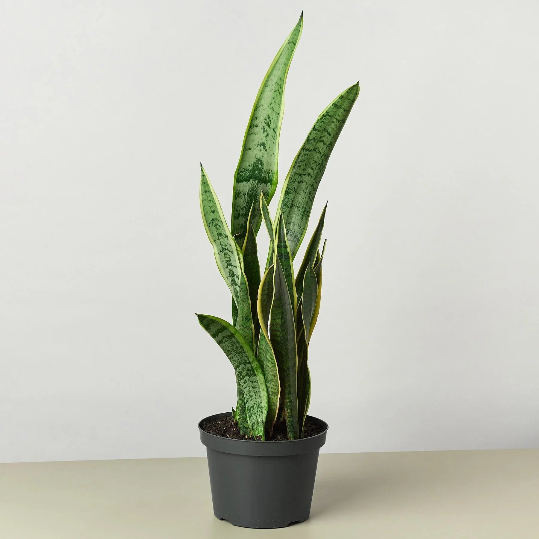 Snake Plant Laurentii 4-inch plant by Rooted Treasures Farms in a gray pot on Tampa Home & Garden Store