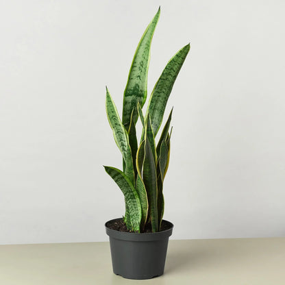 Snake Plant Laurentii 4-inch plant by Rooted Treasures Farms in a gray pot on Tampa Home & Garden Store