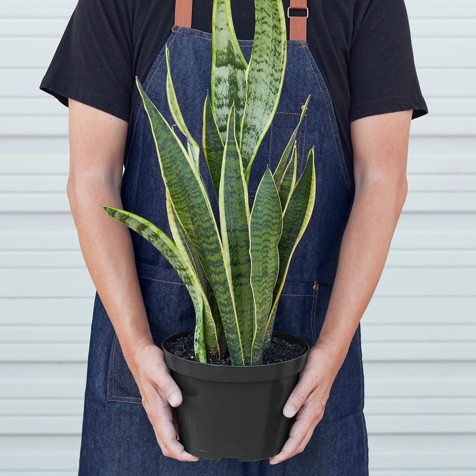Snake Plant Laurentii, 4-inch plant with variegated yellow-edged leaves in a black pot on Tampa Home & Garden Store