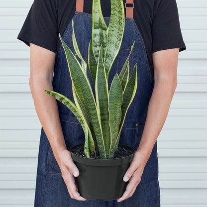 Snake Plant Laurentii, 4-inch plant with variegated yellow-edged leaves in a black pot on Tampa Home & Garden Store