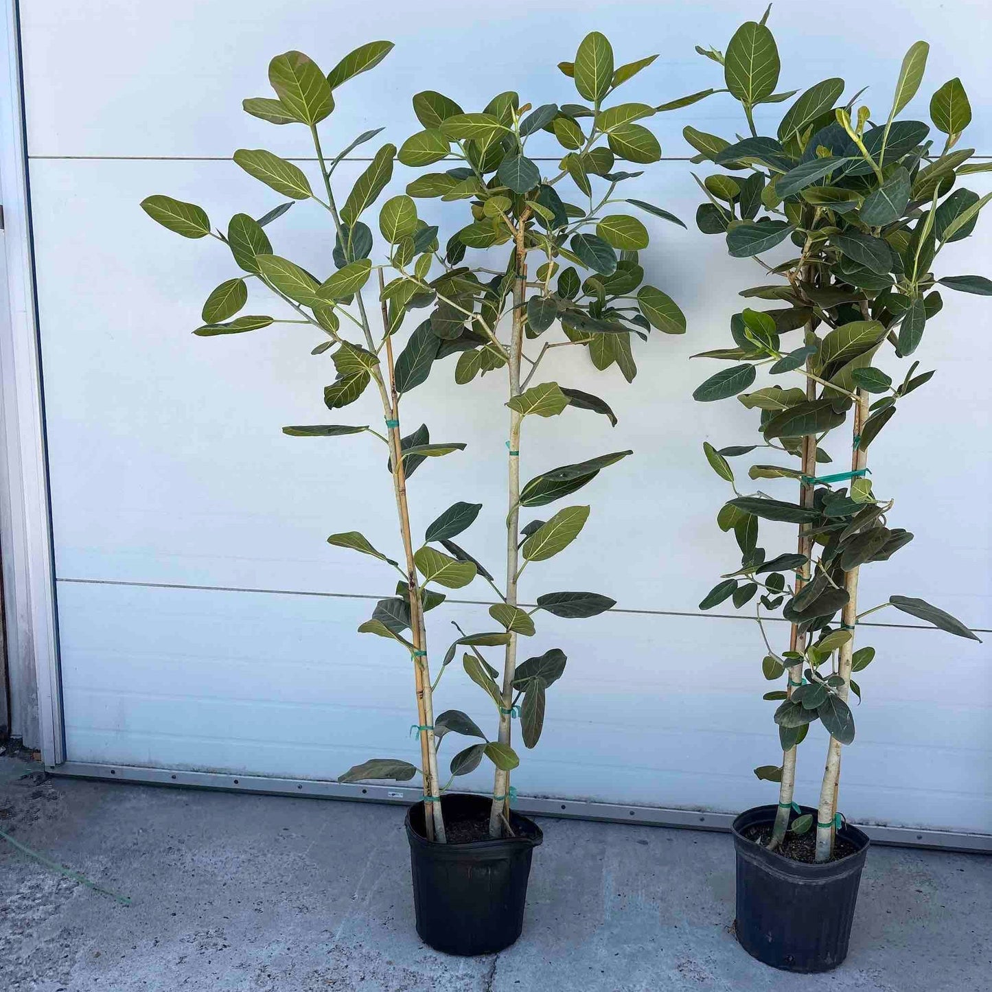 Two Ficus Audrey multi-stem plants with green oval leaves in black pots Live Good Logistics on Tampa Home & Garden Store