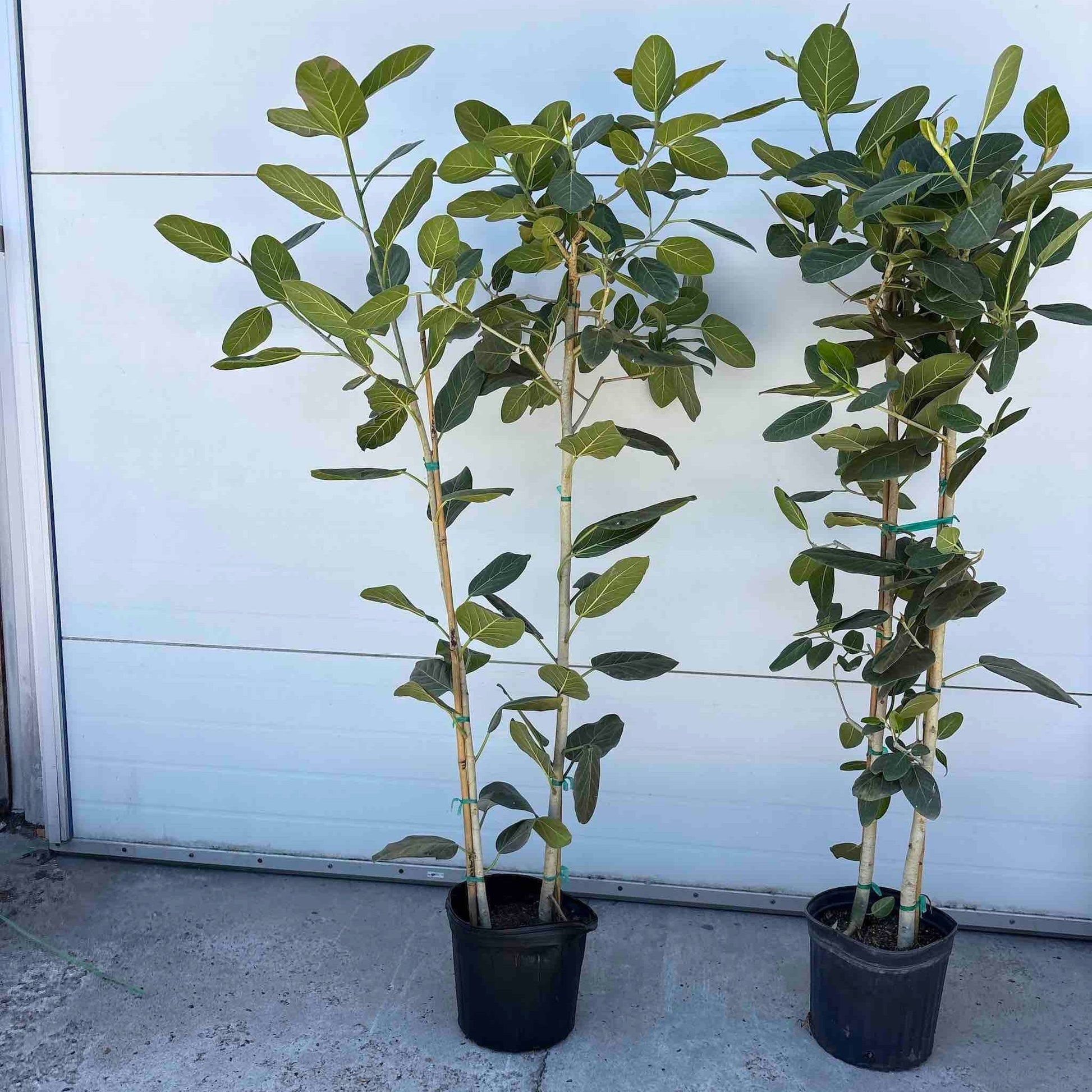 Two Ficus Audrey multi-stem plants with green oval leaves in black pots Live Good Logistics on Tampa Home & Garden Store