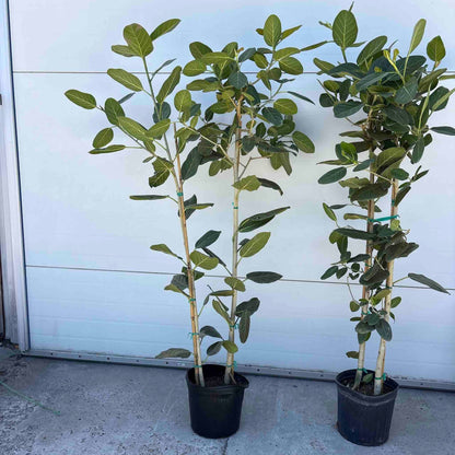 Two Ficus Audrey multi-stem plants with green oval leaves in black pots Live Good Logistics on Tampa Home & Garden Store