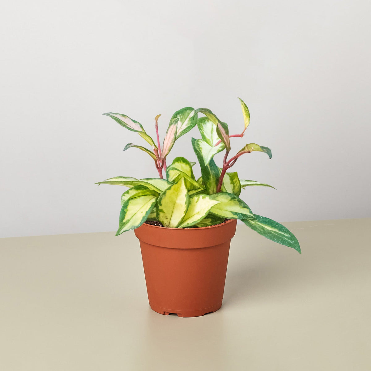 Hoya Krimson Princess variegated indoor plant in a terracotta pot on Tampa Home & Garden Store