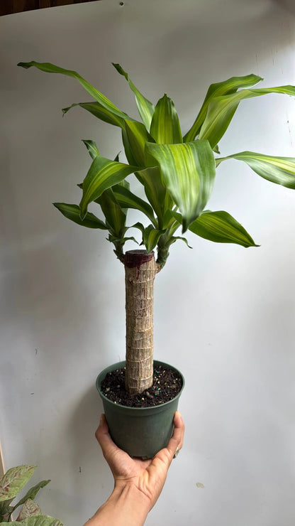 Brazilian Lucky Wood Dracaena Massangeana Plant