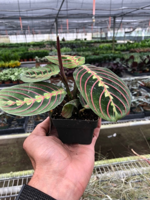 Maranta Red Prayer indoor plant in a small black pot with green leaves and pink veins, handheld on Tampa Home & Garden Store