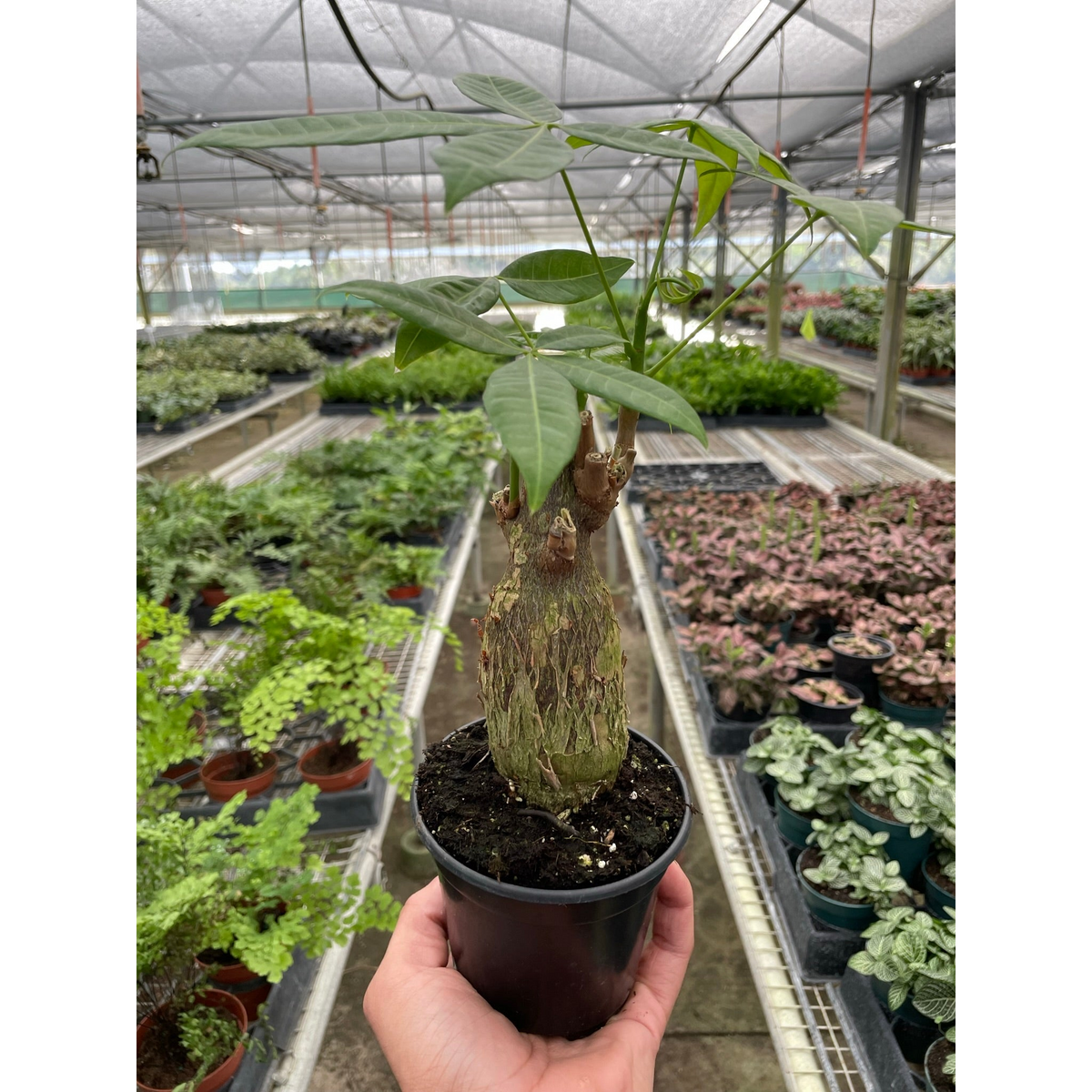 Money Tree Pachira stump indoor plant with green leaves House Plant Shop brand on Tampa Home & Garden Store