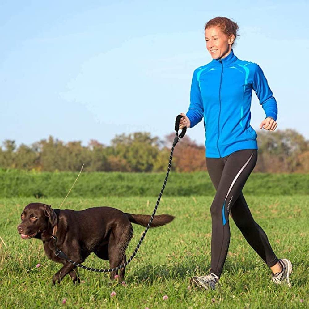5 ft thick highly reflective dog leash green by Vibhsa, shown with a person walking a dog on Tampa Home & Garden Store