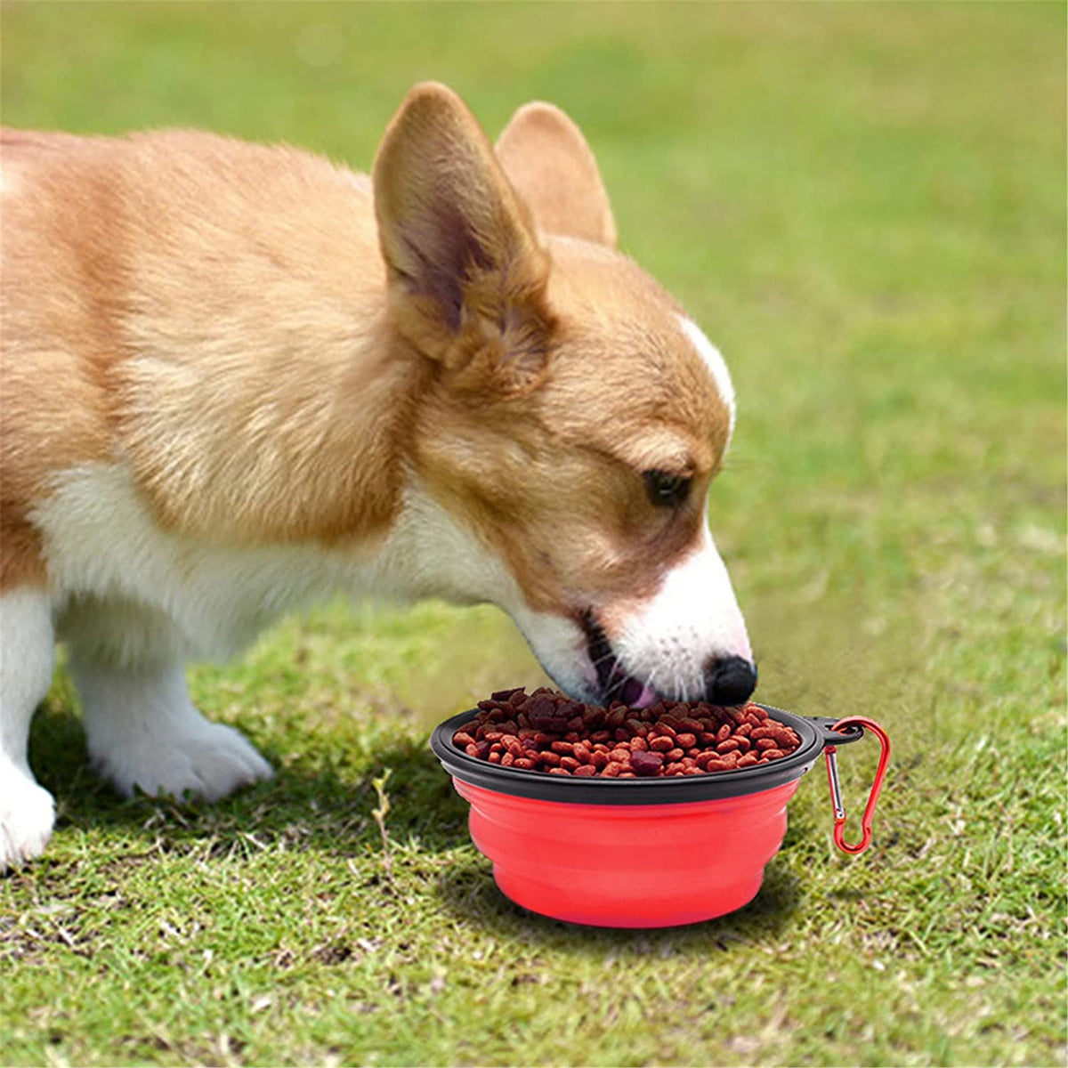 5in foldable red dog bowl by Vibhsa; corgi enjoying kibble outdoors on Tampa Home & Garden Store