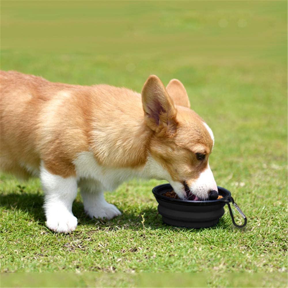 Small black foldable portable dog bowl with carabiner clip on grass on Tampa Home & Garden Store