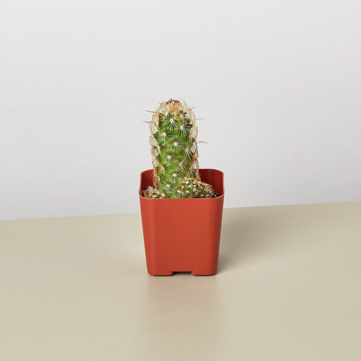 Cactus Variety in 2-inch pot, small green succulent with white spines in a red planter on Tampa Home & Garden Store