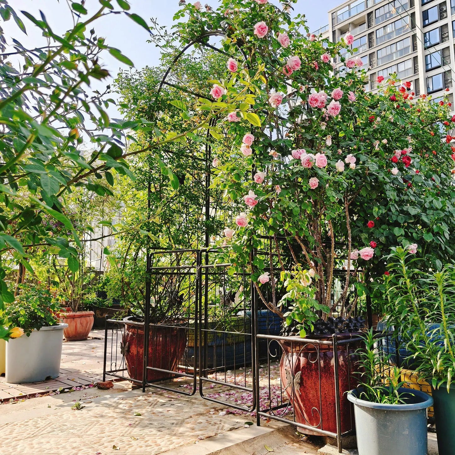 Metal black garden arch with gate supporting climbing roses and pink blooms on Tampa Home & Garden Store