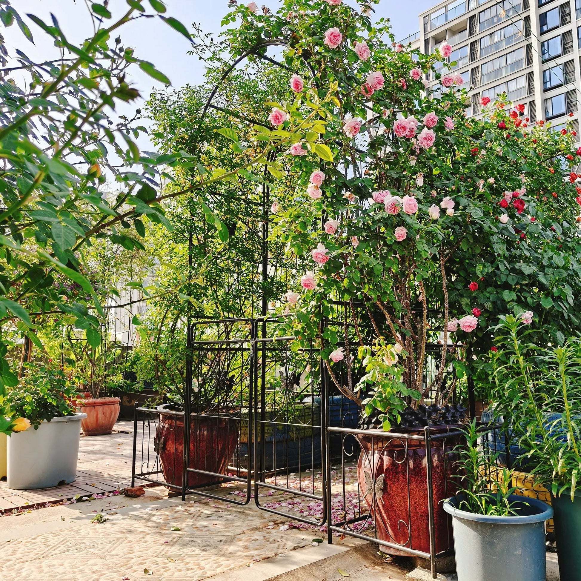 Metal black garden arch with gate supporting climbing roses and pink blooms on Tampa Home & Garden Store