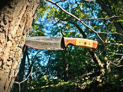 9in TD-087 knife by Titan International K with Damascus blade and two-tone wood handle on Tampa Home & Garden Store