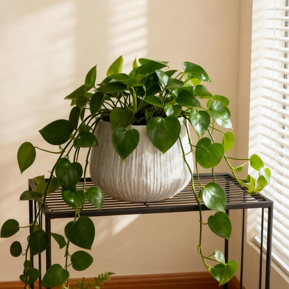 Large Round Planters for Indoor and Patio Use