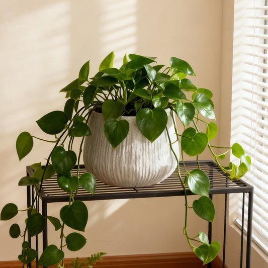 Large round light-gray marble-look planter with trailing pothos on a black metal stand on Tampa Home & Garden Store