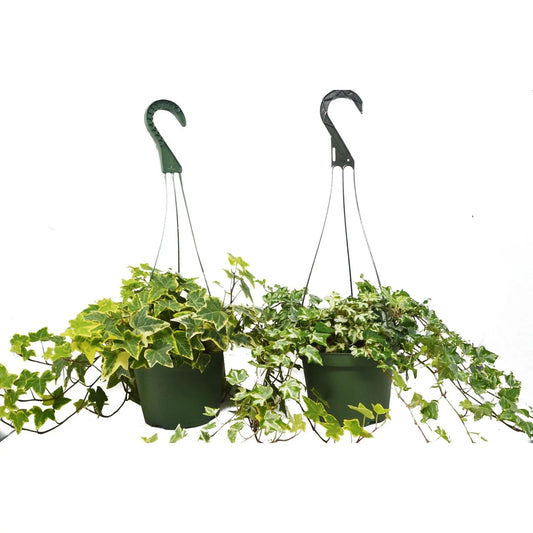 Two English Ivy plants in 6-inch hanging pots with variegated leaves, trailing vines on Tampa Home & Garden Store