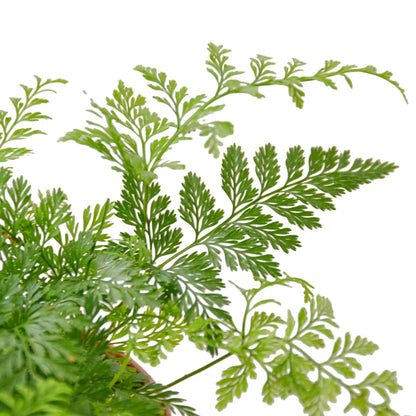 Rabbit's Foot Fern indoor plant with delicate feathery green fronds on Tampa Home & Garden Store