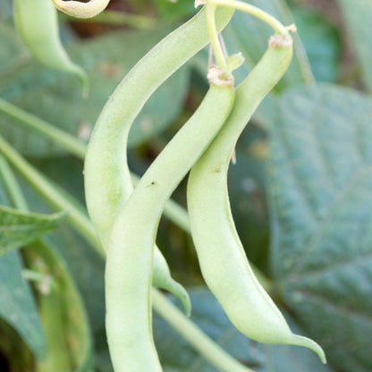 Tendergreen bush bean seeds with pale green pods on vine on Tampa Home & Garden Store