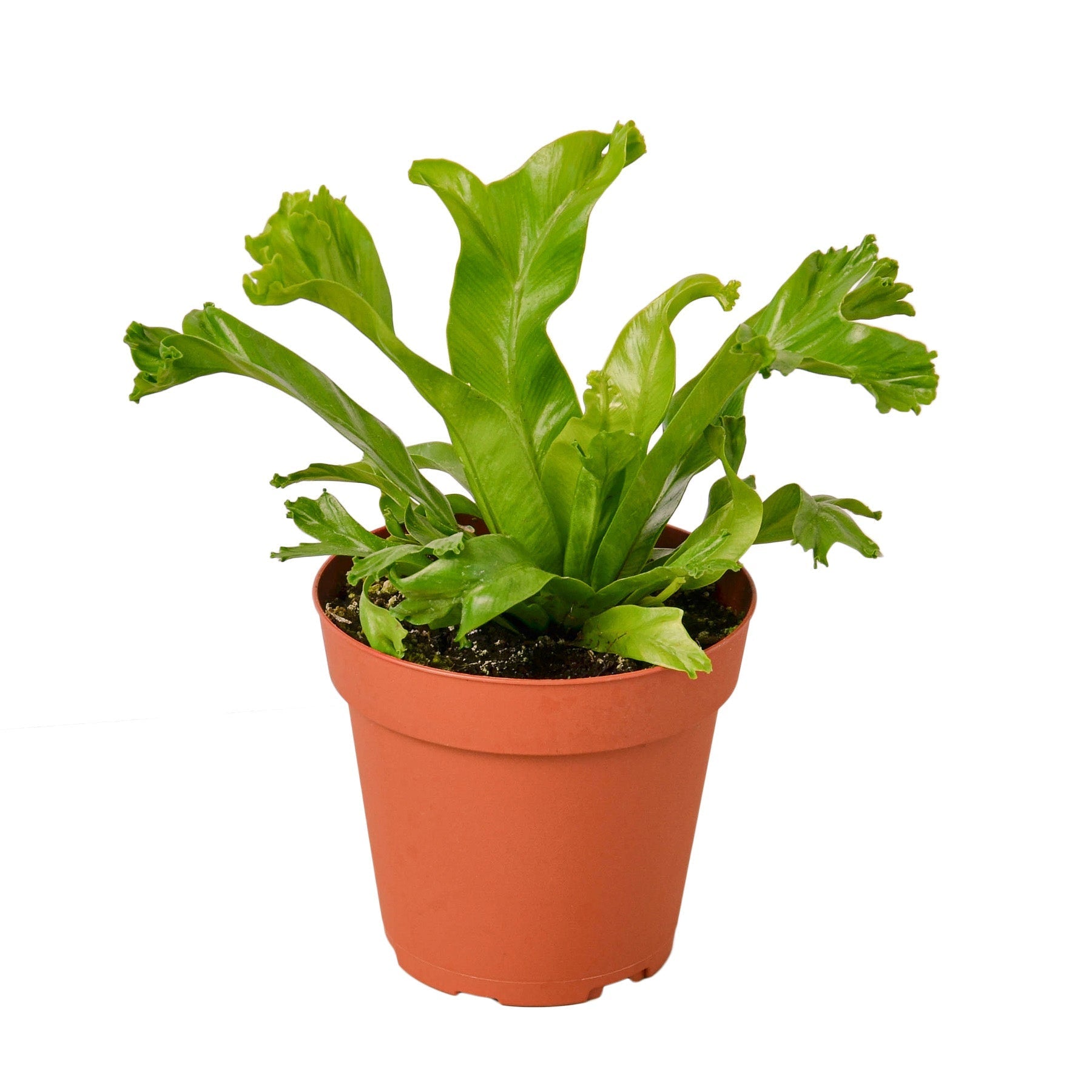 Bird’s Nest Leslie Fern indoor plant with bright green frilly leaves in a terracotta pot on Tampa Home & Garden Store