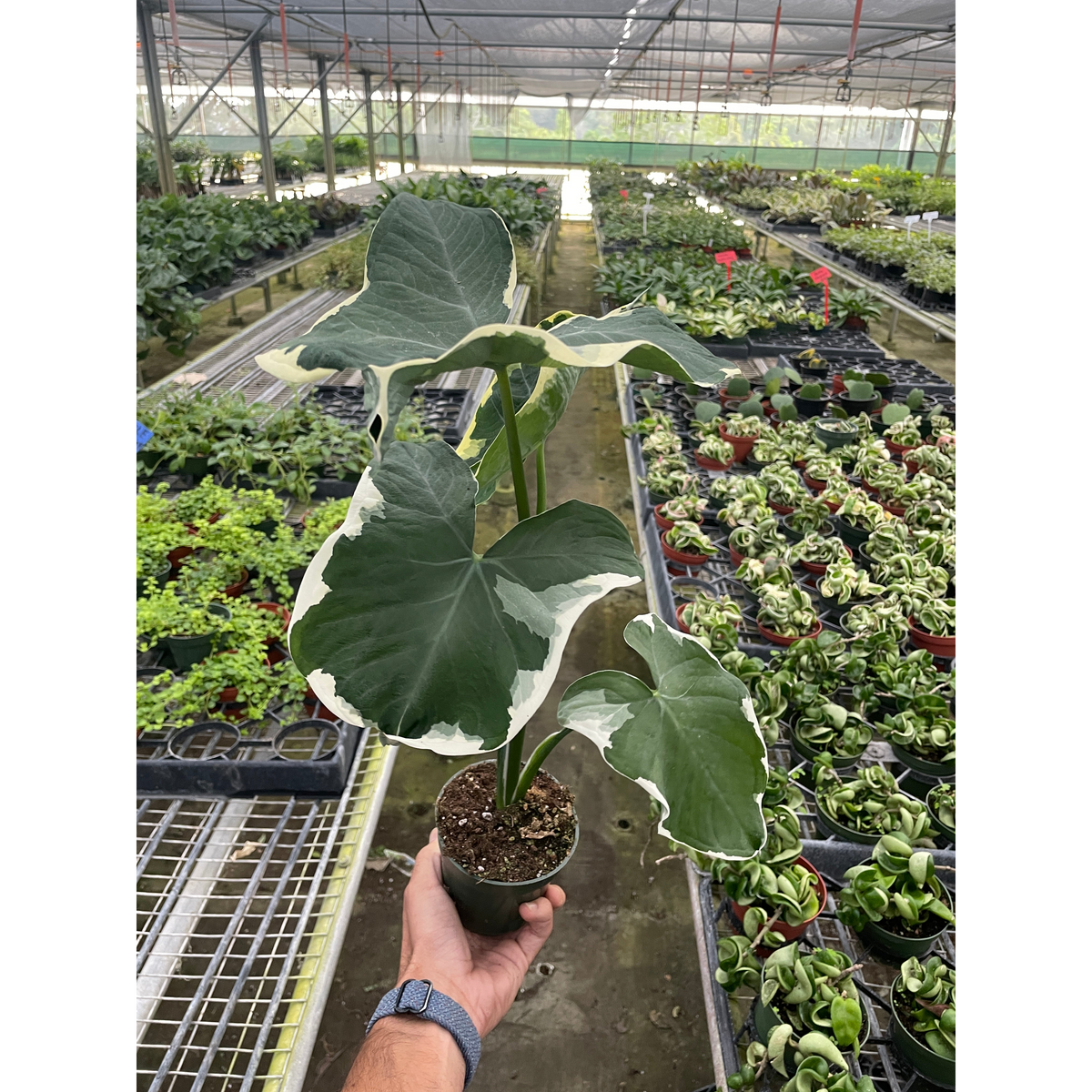 Alocasia Mickey Mouse variegated indoor plant with large green leaves edged cream in a pot on Tampa Home & Garden Store