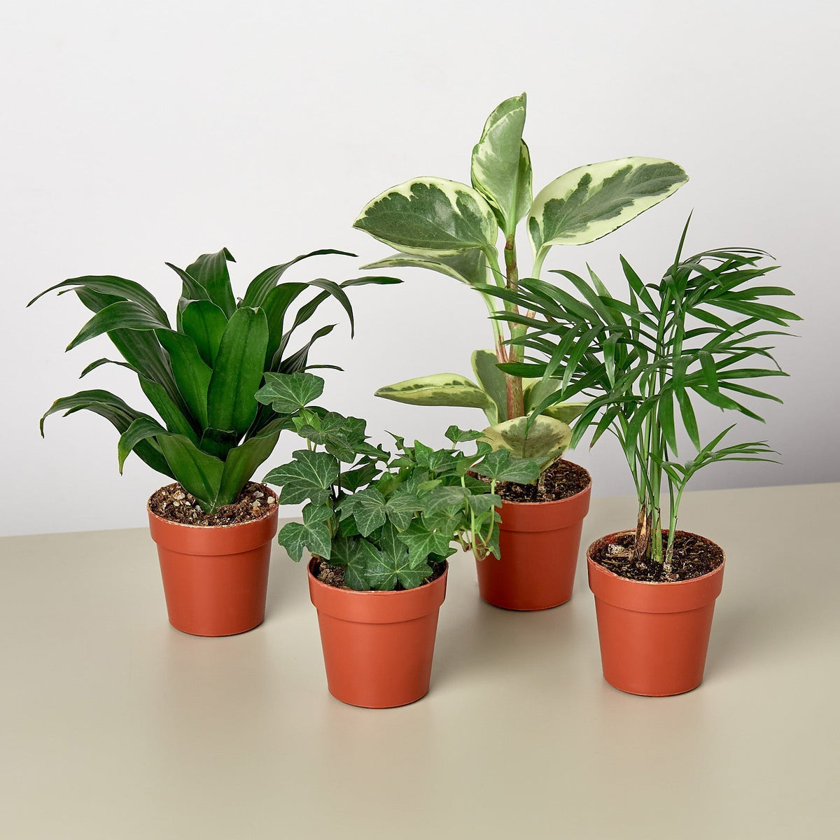 3-inch Tropical Plant Bundle House Plant Shop rubber plant & ivy in pots on Tampa Home & Garden Store