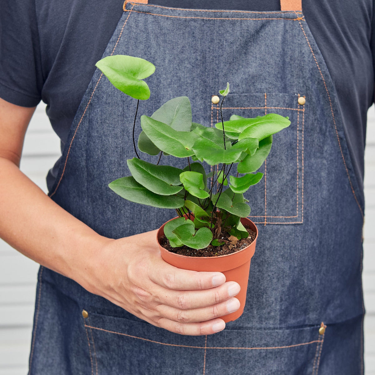 Fern Heart indoor plant with bright green heart-shaped leaves in a terracotta pot on Tampa Home & Garden Store