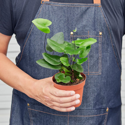 Fern Heart indoor plant with bright green heart-shaped leaves in a terracotta pot on Tampa Home & Garden Store