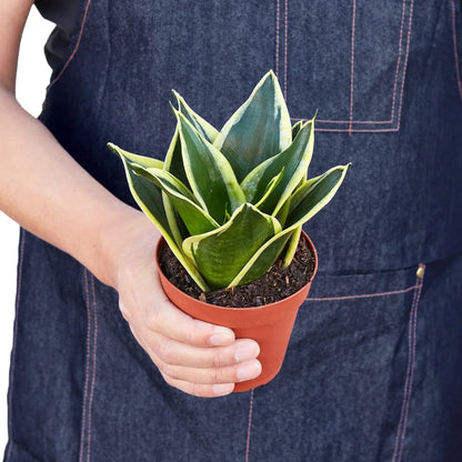 Snake Plant Black Gold indoor plant in a terracotta pot with variegated yellow-edged leaves on Tampa Home & Garden Store
