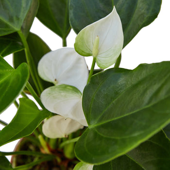 Anthurium White indoor plant by Rooted Treasures Farms, white spathes with green leaves on Tampa Home & Garden Store