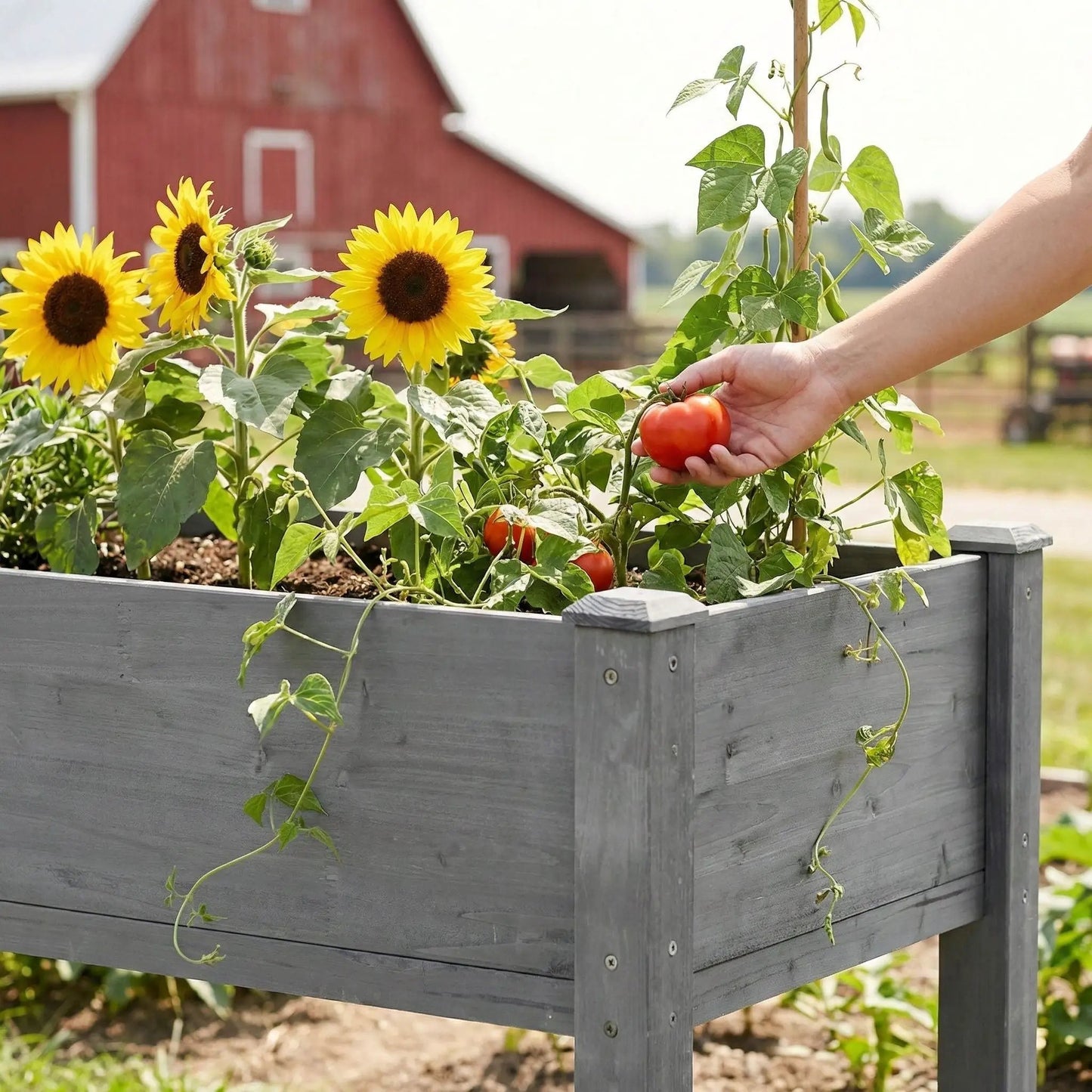 Elevated gray wooden garden bed with sunflowers and tomatoes; Unique Piece Furniture on Tampa Home & Garden Store