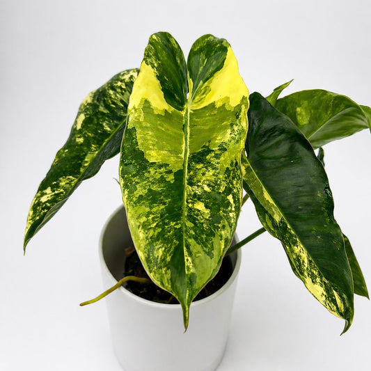 Variegated Philodendron Burle Marx