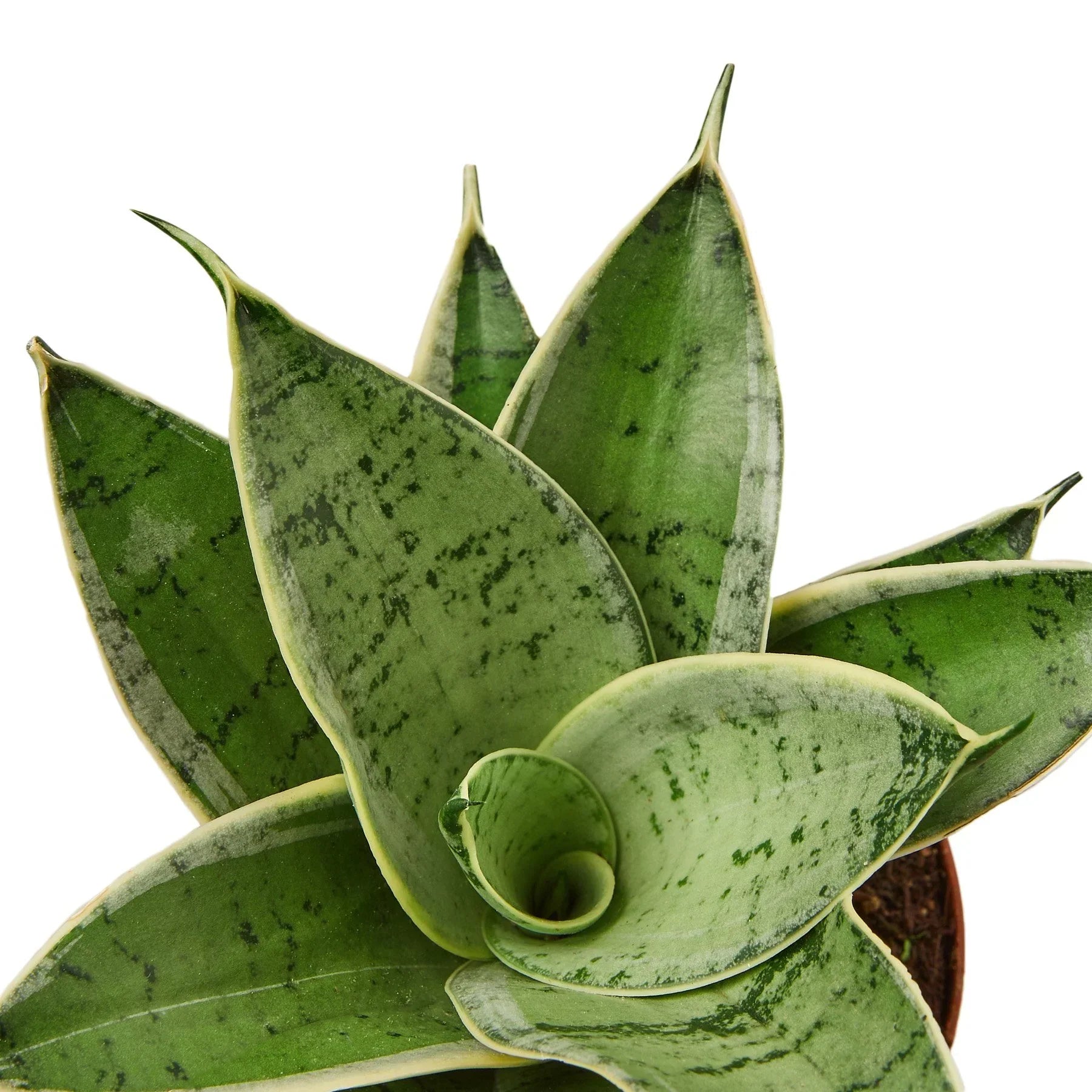 Snake Plant Starlight indoor plant with variegated green leaves edged in pale yellow on Tampa Home & Garden Store