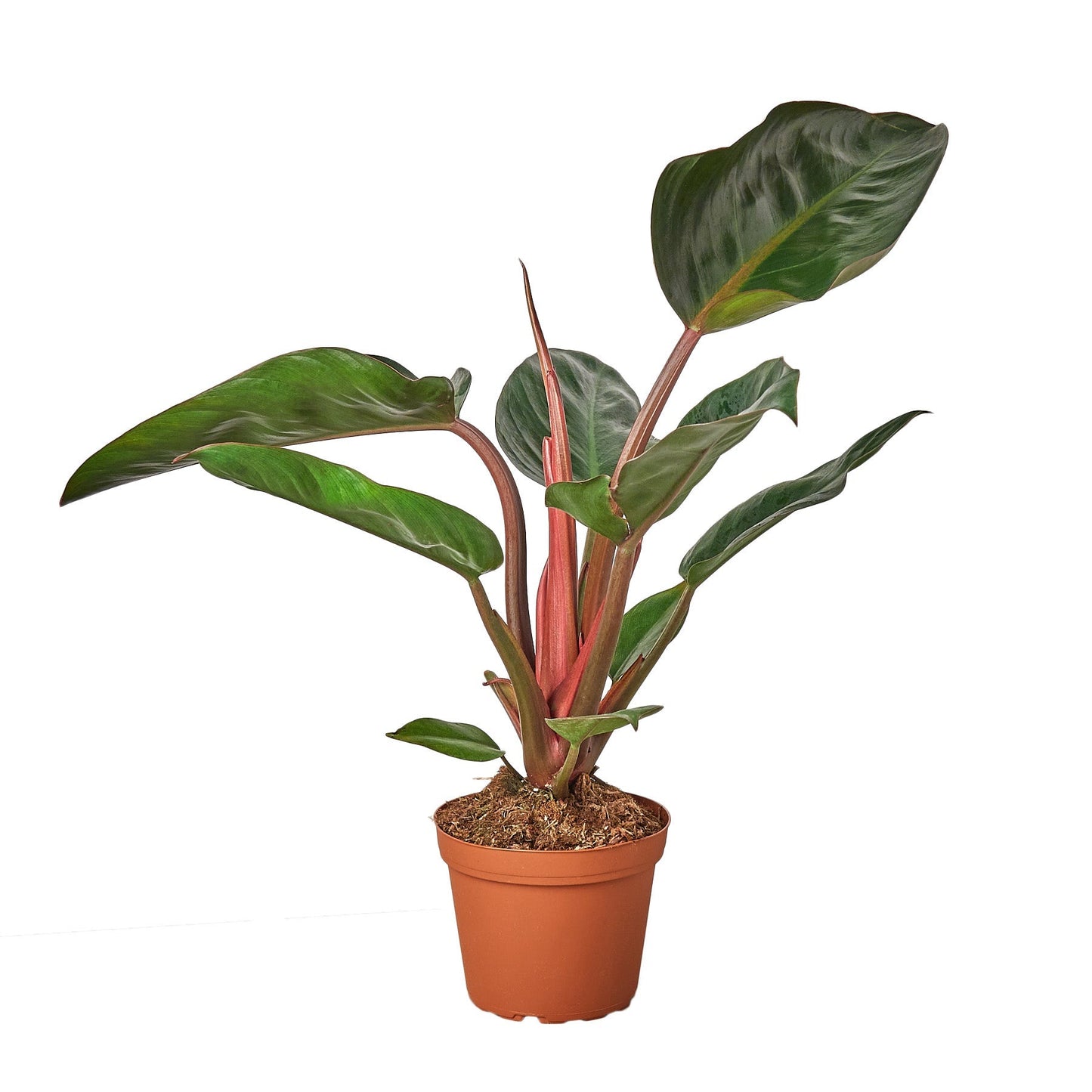 Philodendron Congo Rojo 6in plant with glossy dark green leaves and red stems in terracotta pot on Tampa Home & Garden Store