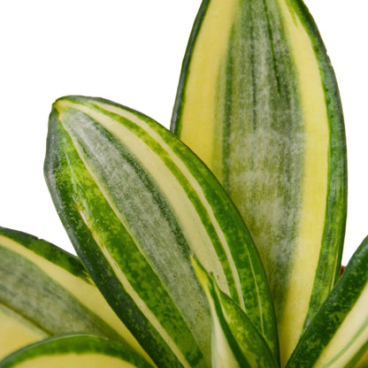 Snake Plant Gold Hahnii indoor plant with yellow center and green margins on Tampa Home & Garden Store