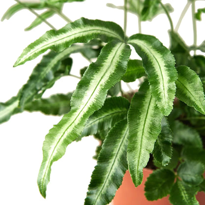 Pteris Cretica Albo Fern leaves with cream margins indoor plant on Tampa Home & Garden Store