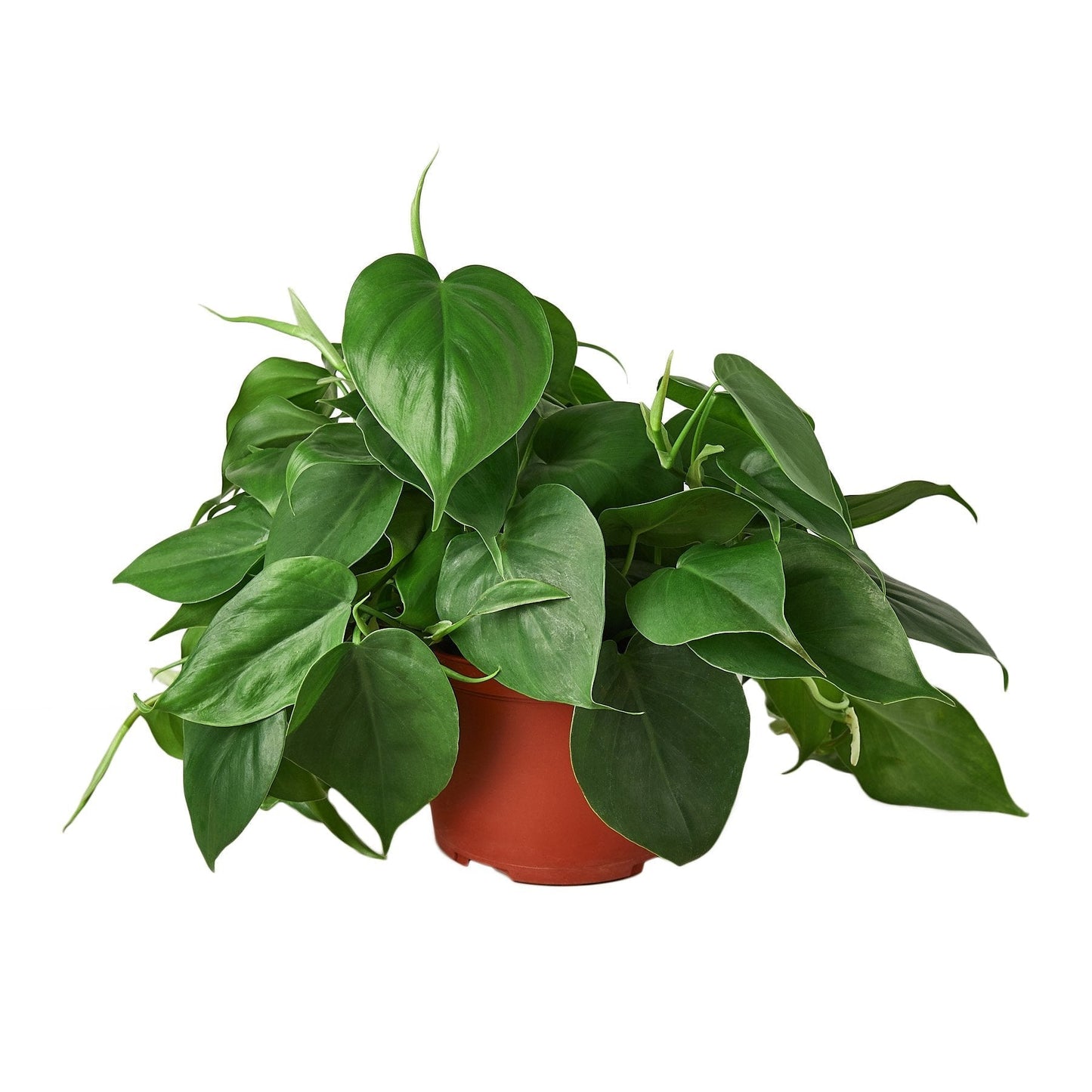 Philodendron Cordatum Heartleaf 6in pot with glossy green leaves on Tampa Home & Garden Store