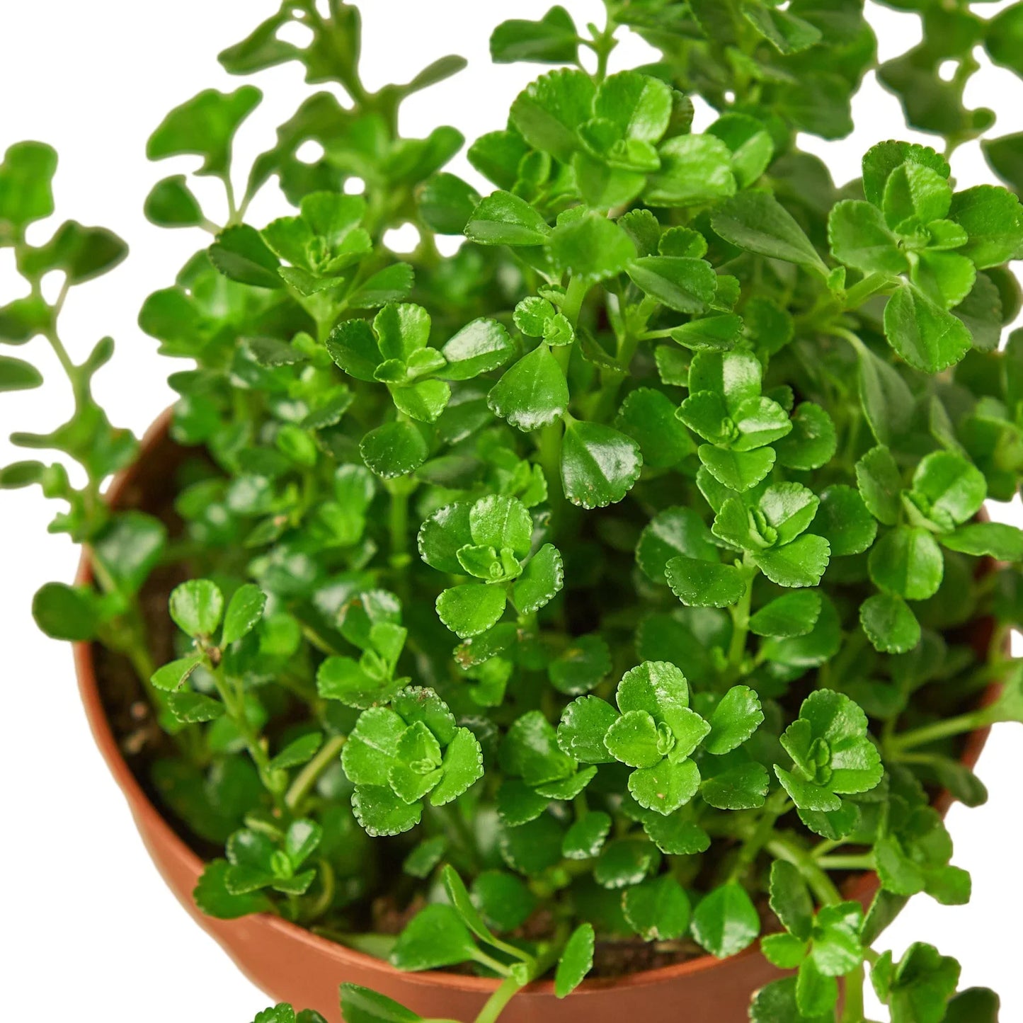 Nettle Baby's Tear indoor plant RTF with tiny green scalloped leaves in a terracotta pot on Tampa Home & Garden Store