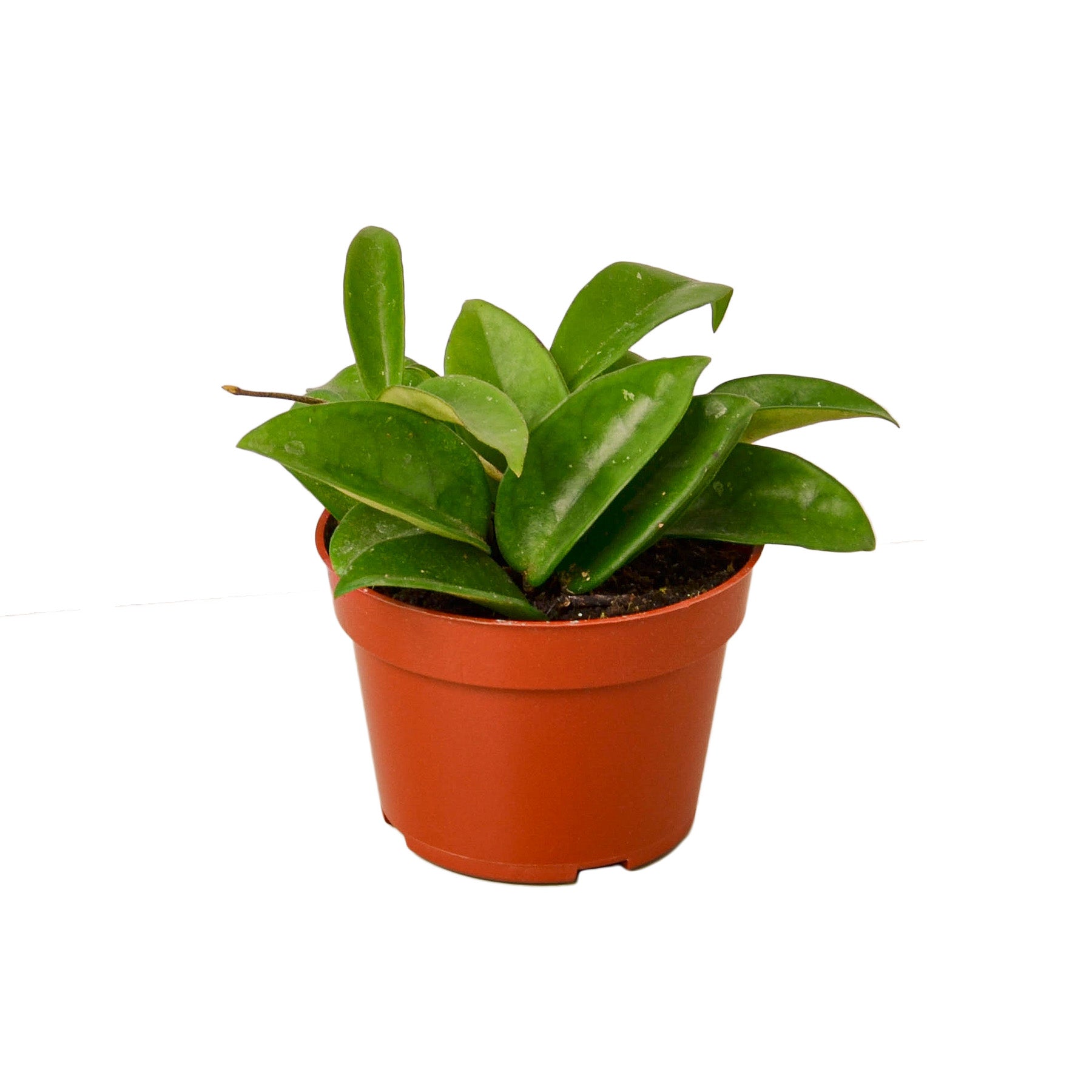 Hoya Carnosa plant in a 4-inch nursery pot with glossy green leaves on Tampa Home & Garden Store