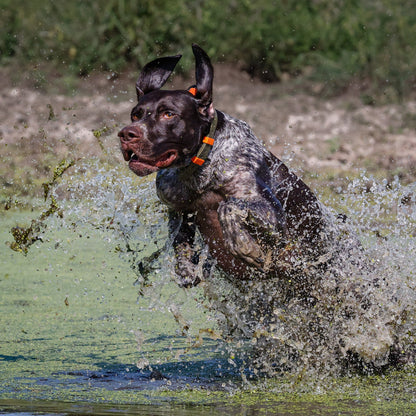 PRO SERIES FIELD COLLAR by Hoss Straps orange buckle hunting dog collar worn by speckled dog on Tampa Home & Garden Store