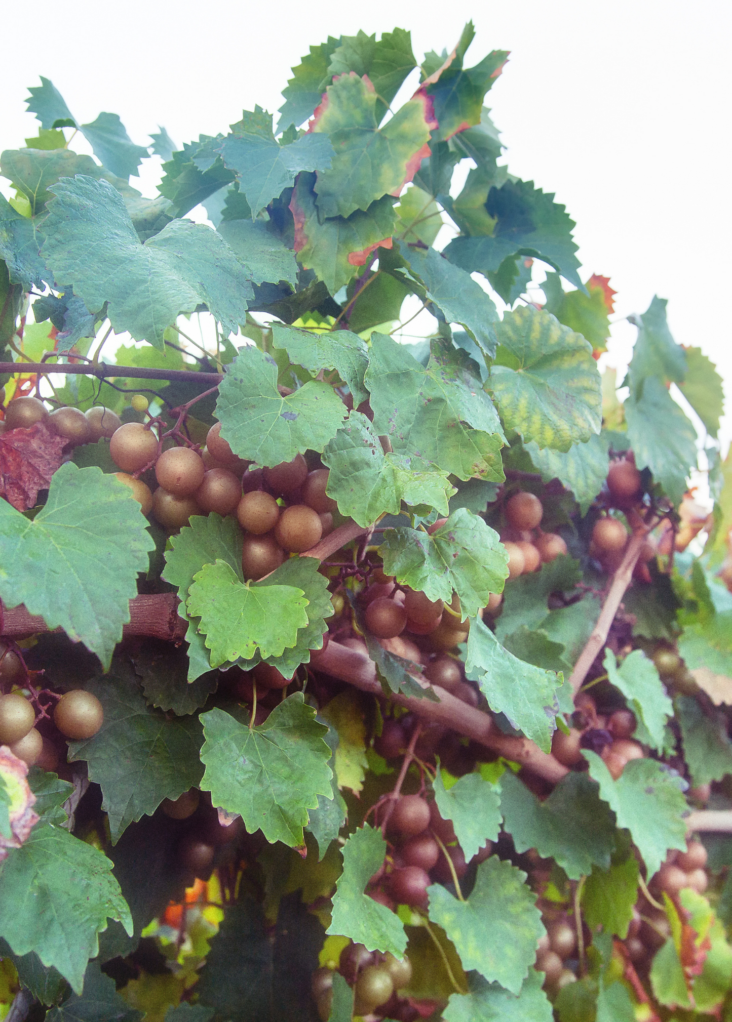 Planta de Uva 'Carlos' (Vitis rotundifolia 'Carlos')