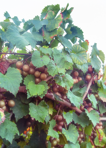 Planta de Uva 'Carlos' (Vitis rotundifolia 'Carlos')