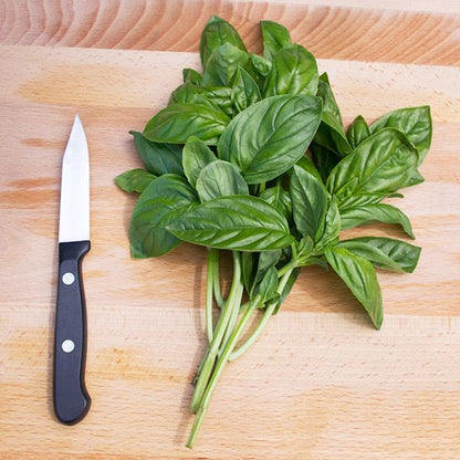Genovese Basil fresh leaves bundle with green stems on wooden cutting board Seedtime Store on Tampa Home & Garden Store
