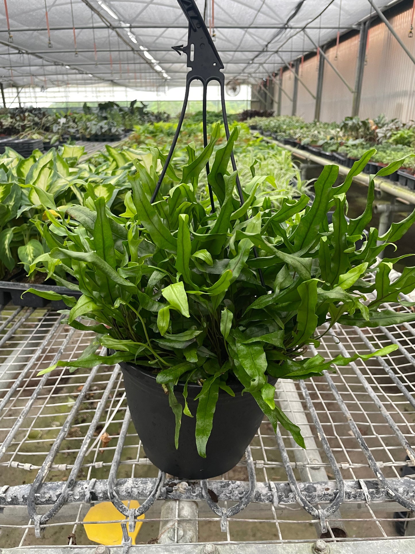 Fern Kangaroo Paw 6-inch potted houseplant with wavy ribbon-like green fronds in a black pot Rooted Treasures Farms on Tampa Home & Garden Store